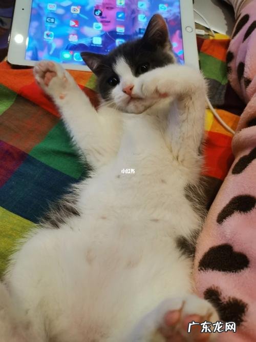 猫咪老尿床上怎么办?猫主人别着急,这几种方法能轻松搞定!
