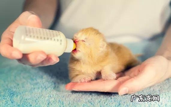 猫咪爱咬人怎么办 家猫爱咬主人怎么办