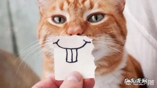 猫咪爱咬人怎么办 家猫爱咬主人怎么办