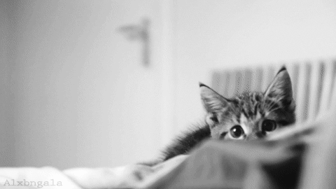猫咪爱咬人怎么办 家猫爱咬主人怎么办