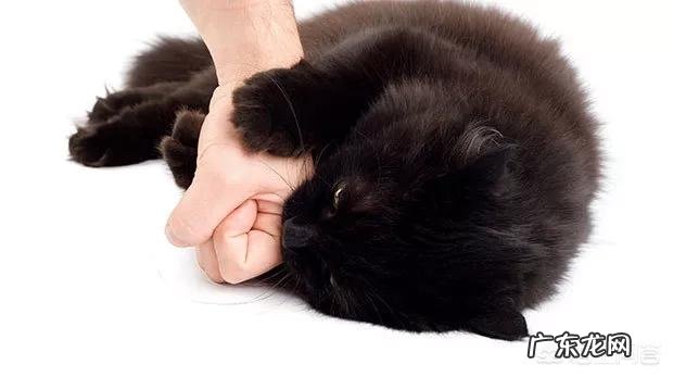 猫咪爱咬人怎么办 家猫爱咬主人怎么办