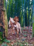 纯种拉布拉多犬 假设一个人养了五只猎犬，如果一只攻击主人，其他四只会如何