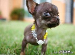 京巴犬 有没有比马尔济斯犬还贵的小型宠物犬