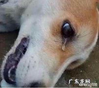 急！狗吃了毒药，现在三小时了，一直抽搐，求救命办法