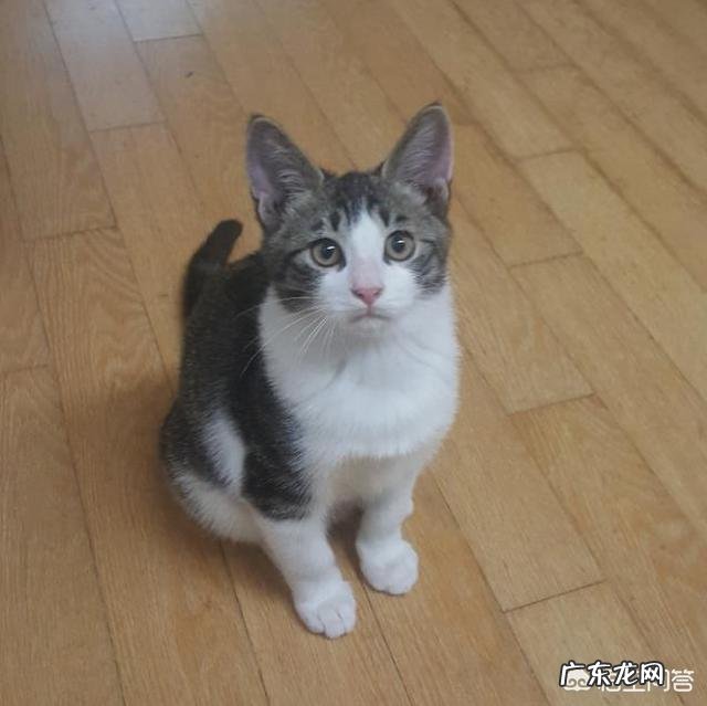 养猫咪 养猫最好是定点喂食还是一直都充足呢