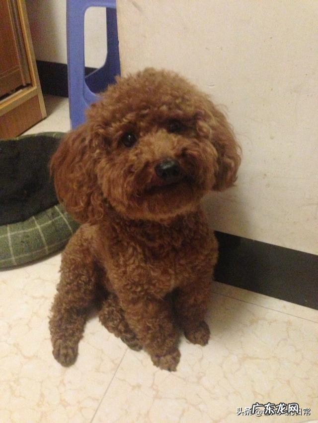 养什么宠物 有一只从出生养到大的宠物是什么体验