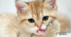 猫能生几窝 正常情况下猫一年能产几窝