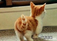 土猫怎么养成宠物猫 我们国内的土猫，可以当成宠物猫养吗