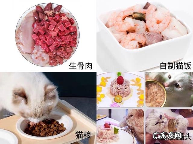 不交智商税 养好一只猫如何不交智商税