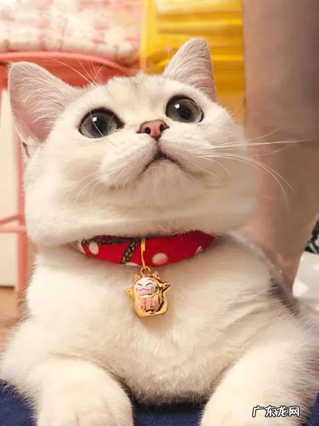 不交智商税 养好一只猫如何不交智商税