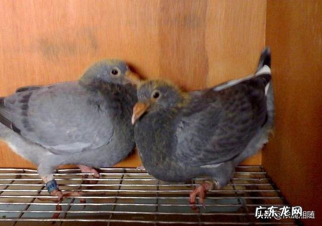 鸽子人 鸽子每窝都会返祖吗
