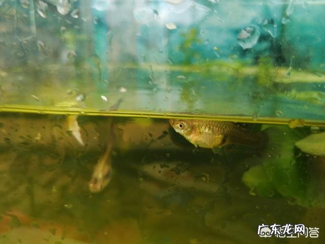 孔雀鱼要生了 怎么判断孔雀鱼什么时候生宝宝