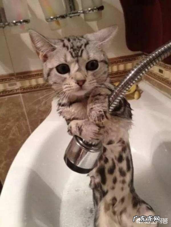 猫传腹最明显的症状 猫第一次过夏会有什么表现