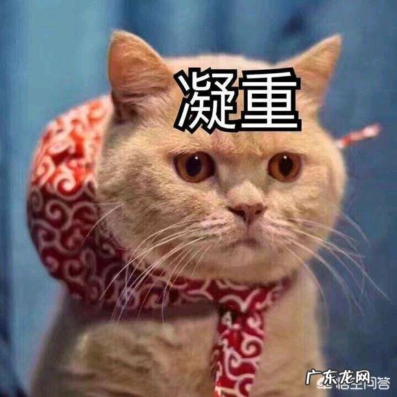 猫传腹最明显的症状 猫第一次过夏会有什么表现