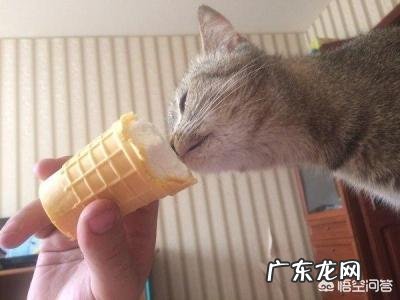 猫传腹最明显的症状 猫第一次过夏会有什么表现