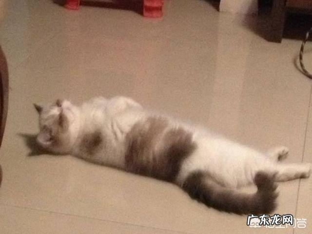 猫传腹最明显的症状 猫第一次过夏会有什么表现