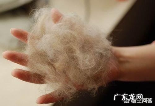 猫传腹最明显的症状 猫第一次过夏会有什么表现