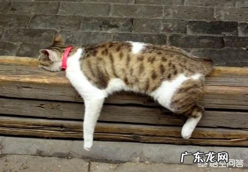猫传腹最明显的症状 猫第一次过夏会有什么表现