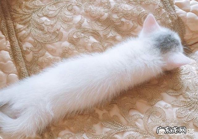 猫传腹最明显的症状 猫第一次过夏会有什么表现