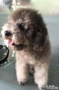 狗被卖掉它会怪主人吗 泰迪的哪些表现，说明狗子没把主人放在眼里