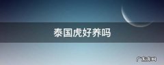 泰国虎好养吗
