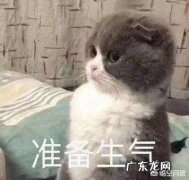 做美甲搞笑表情包 你用你家宠物做过什么搞笑表情包