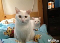 猫一生认几个主人 猫咪会离开什么样的主人