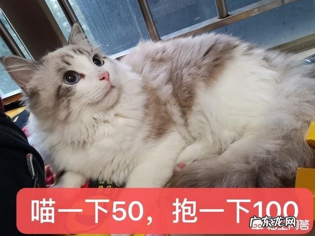 橘猫千万不能养 拥有一只不常见品种的猫是怎么样的体验