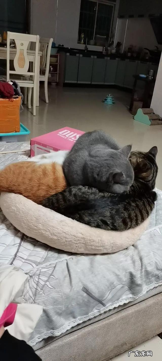 橘猫千万不能养 拥有一只不常见品种的猫是怎么样的体验