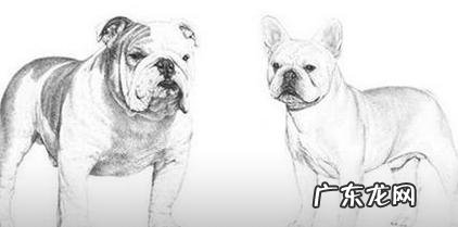为什么不能养斗牛犬 月薪7千能养得起斗牛犬吗