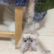养了两个月的猫还是不亲近 哪种猫咪最亲近人最好养