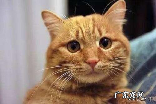 晚上家里来猫预示什么 家里有猫和没猫有什么区别