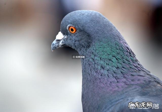 如何让鸽子认家不飞走 怎样防止鸽子飞走