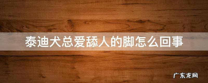 泰迪犬总爱舔人的脚怎么回事