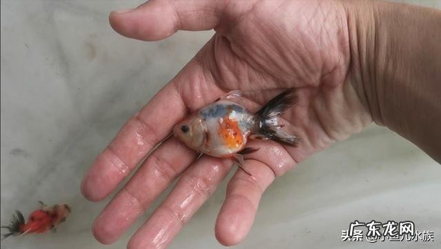 平常没时间给鱼缸换水,又怕鱼死,怎样做到长期不换水