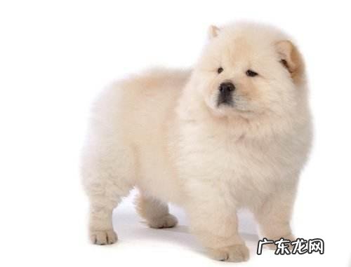 泰迪跟土狗的杂交幼犬 哪些品种的狗狗是中国狗