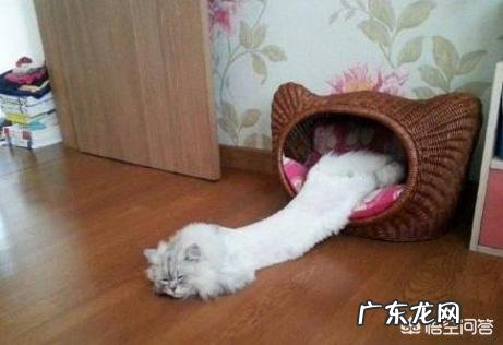 猫是液体的科学解释 为什么说猫既是“固体”也是“液体”