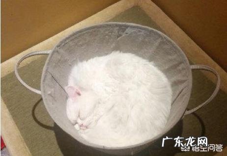 猫是液体的科学解释 为什么说猫既是“固体”也是“液体”