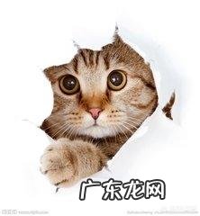 猫是液体的科学解释 为什么说猫既是“固体”也是“液体”