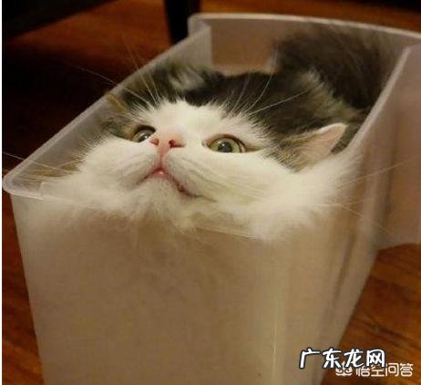 猫是液体的科学解释 为什么说猫既是“固体”也是“液体”