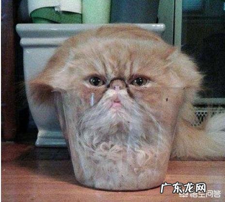 猫是液体的科学解释 为什么说猫既是“固体”也是“液体”