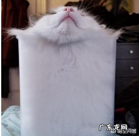 猫是液体的科学解释 为什么说猫既是“固体”也是“液体”