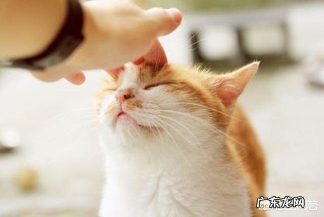 猫主动爬你身上说明了什么 猫用头蹭你代表什么