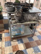 小奶猫信任主人的症状 从小奶猫开始养和从半大开始养，猫和主人的感情会有区别吗