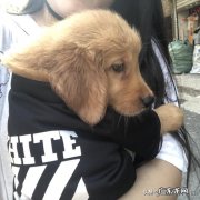 金毛有什么特点和优点 金毛犬最大的优点是什么