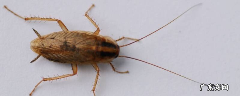 家里很多蟑螂怎么解决,家里很多蟑螂怎么解决最有效