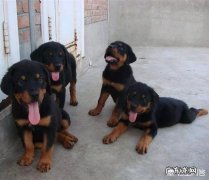 罗威纳犬怎么训练才听话 如何科学地训练饲养罗威纳犬