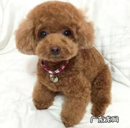 病重的老人离世前的举动是啥 泰迪犬在离世前,一般会有什么现象
