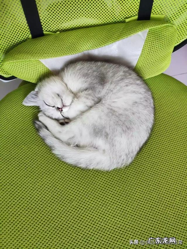 什么猫好养又可爱又不贵 养什么猫便宜又好看