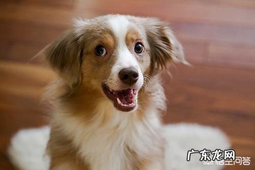 狗狗突然反常走来走去 狗狗为什么自己会在家里走来走去